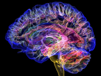 超碰、大屌色大脑植入物有助于严重头部损伤恢复